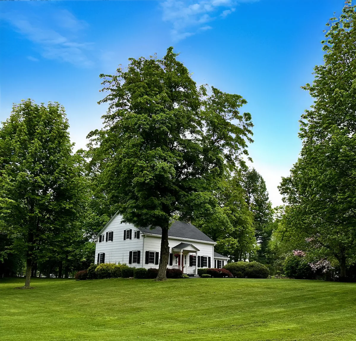 White farmhouse sheltered by mature summer trees